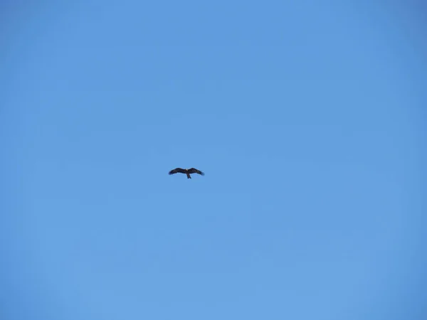 Detailní Záběr Létajícího Ptáka Pozadí Jasné Modré Oblohy — Stock fotografie