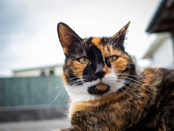 三色の亀甲猫の肖像画 — ストック写真