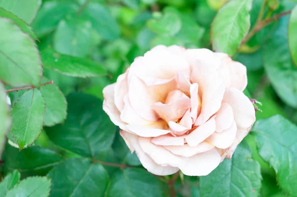 Primer Plano Una Rosa Rosa Jardín — Foto de Stock