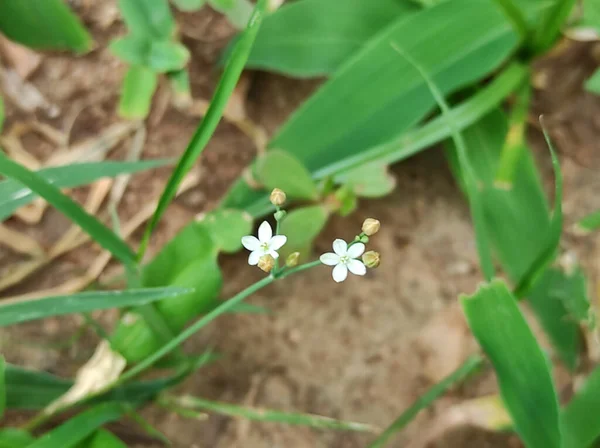 Primer Plano Pequeñas Flores Blancas Tallos Sobre Hierbas Anchas Largas — Foto de Stock