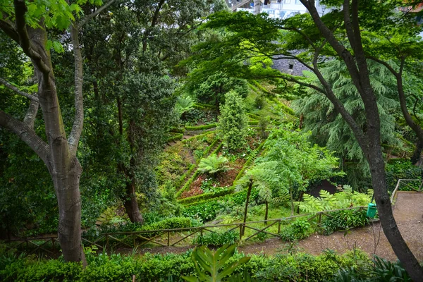Vacker Utsikt Över Skog Med Grönska Monte Madeira Portugal — Stockfoto
