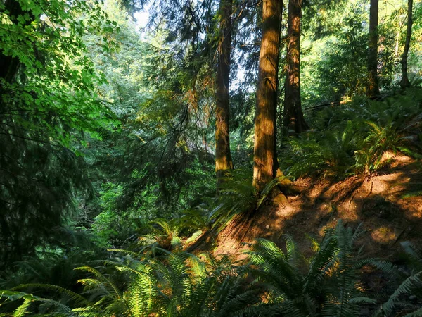 Hiking Trail Shoreline Forest Washington — Stock Photo, Image