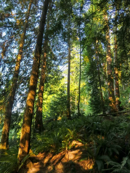 Auf Einem Wanderweg Shoreline Forest Washington — Stockfoto