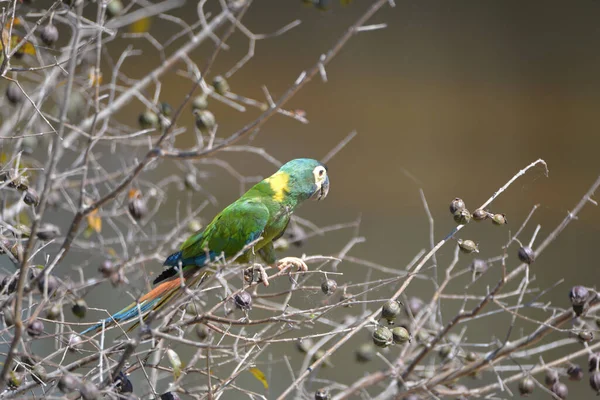 Primo Piano Ara Verde Appollaiato Sui Rami Degli Alberi Sotto — Foto Stock