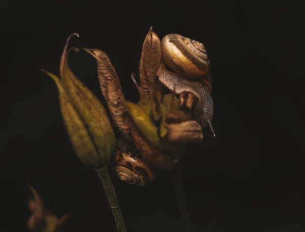 Közelkép Carolina Allspice Virágokról Sötét Homályos Háttérrel — Stock Fotó