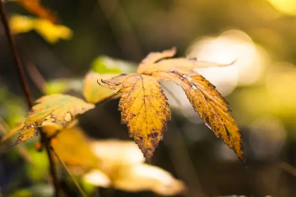 Una Vista Las Hojas Amarillas Secas Rama Árbol Sobre Fondo —  Fotos de Stock