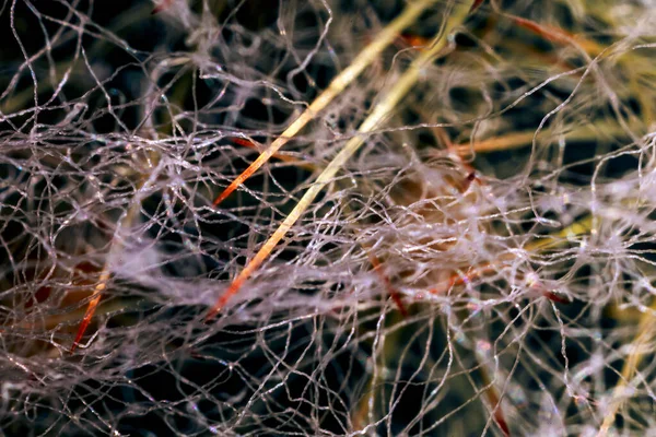 Gros Plan Des Épines Des Poils Une Plante Cactus Cephalocereus — Photo