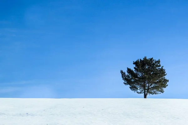 Beautiful View Single Tree Growing Field Covered Snow Sunny Day — Stock Photo, Image