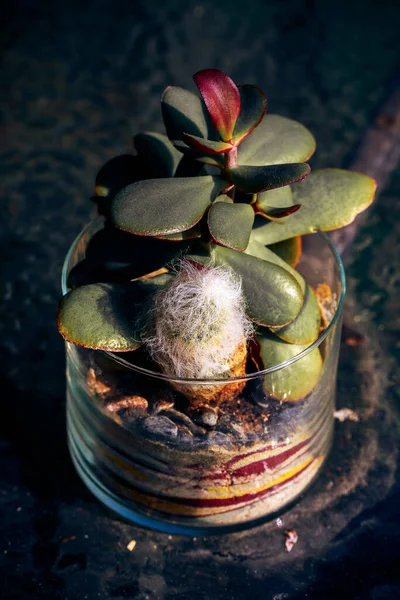 仙人掌 仙人掌玻璃瓶中的一种小仙人掌 仙人掌 植物与另一种植物的垂直合影 — 图库照片