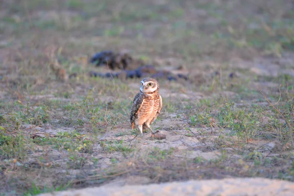 Selective Focus Owl Perched Ground Sunlight Blurry Background — Stock Photo, Image