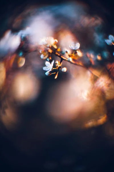 Çiçekli Güzel Bir Kiraz Ağacının Dikey Çekimi Güzel Bir Bahardı — Stok fotoğraf