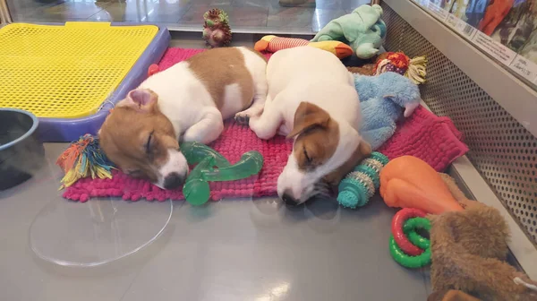 Zwei Süße Jack Russell Terrier Welpen Schlafen Auf Der Matte — Stockfoto