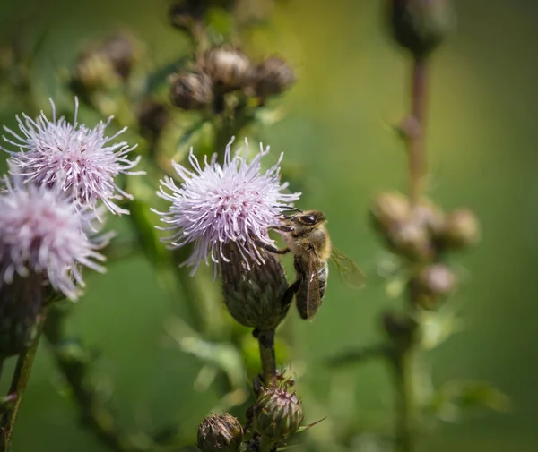 식물을 꿀벌의 — 스톡 사진