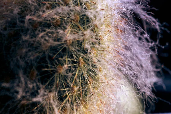 Макро Снимок Cephalocereus Senilis Cactus Thorns Светом — стоковое фото