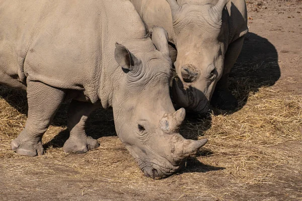 Ein Malerischer Blick Auf Ein Nashorn Freien Bei Sonnigem Wetter — Stockfoto