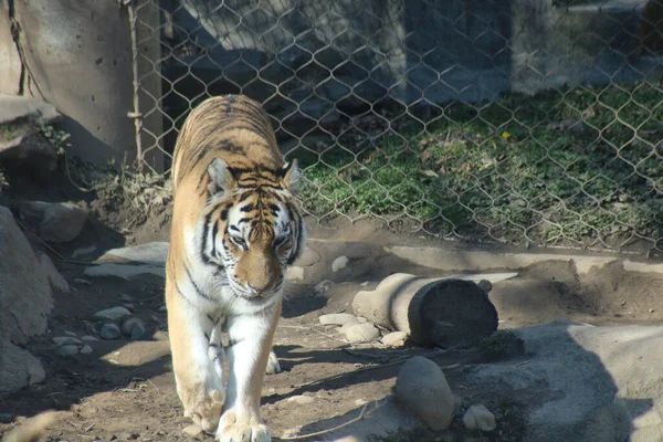 Tigre Sob Luz Sol Zoológico — Fotografia de Stock