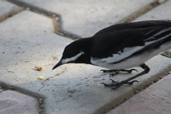 Primer Plano Pájaro Urraca Pavimento Día Soleado —  Fotos de Stock