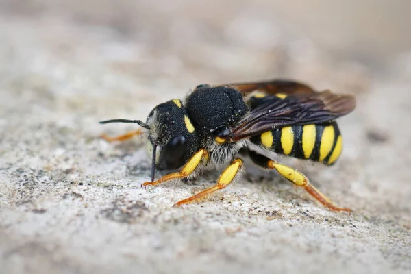 Gros Plan Latéral Mâle Face Blanche Abeille Queue Noire Pseudoanthidium — Photo