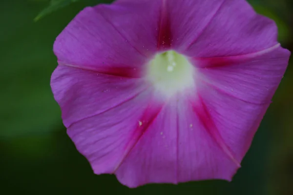 緑に囲まれた美しいピンクの芳香のあるイポモエアの花のマクロショット — ストック写真