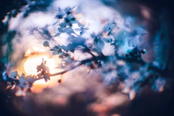 Çiçekli Güzel Bir Kiraz Ağacının Yakın Plan Çekimi Güzel Bir — Stok fotoğraf