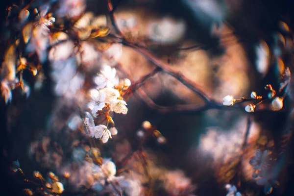 Gros Plan Magnifique Cerisier Fleurs Était Beau Printemps Fond Fleuri — Photo