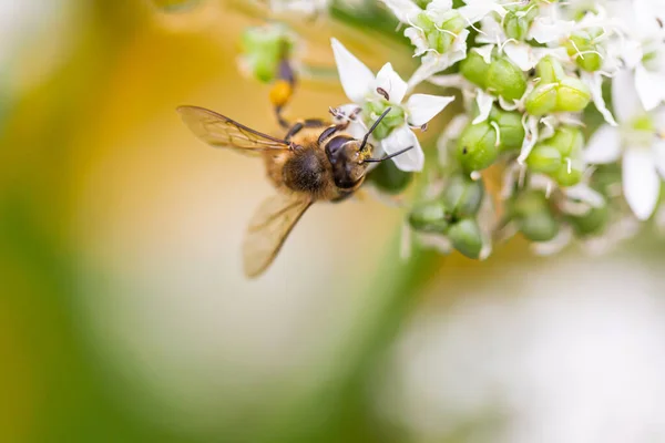 Malebný Pohled Včelu Sedící Květinovém Poupátku Rozmazaném Pozadí — Stock fotografie