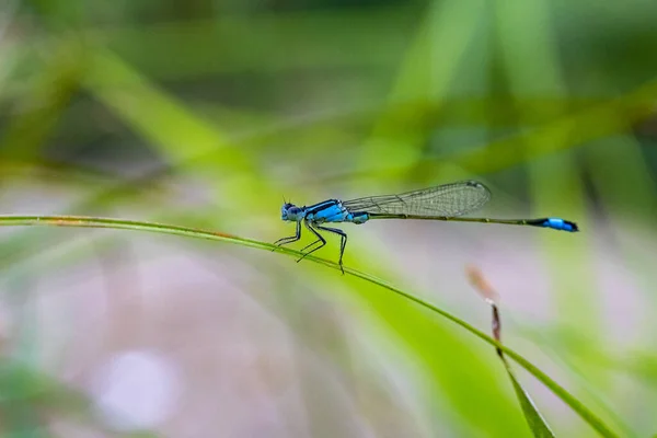 Tiro Foco Raso Damselfly Sul Uma Folha Fina — Fotografia de Stock