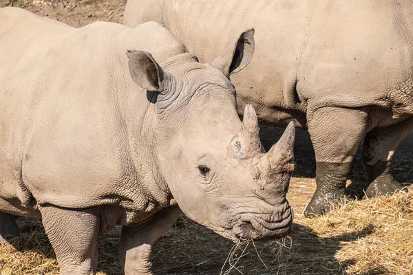 Ein Malerischer Blick Auf Ein Nashorn Freien Bei Sonnigem Wetter — Stockfoto