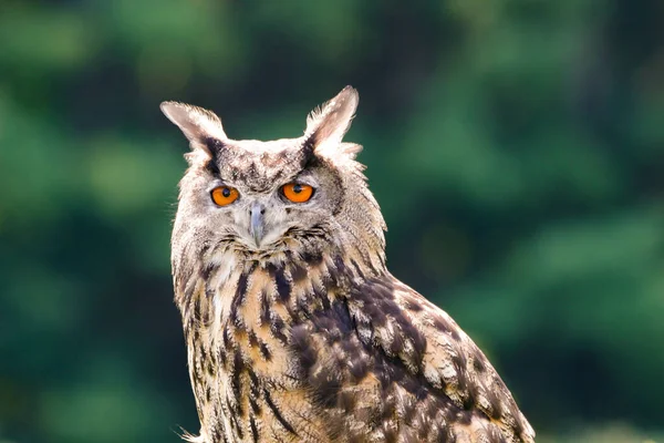 Een Euraziatische Havik Uil Een Wazige Achtergrond — Stockfoto