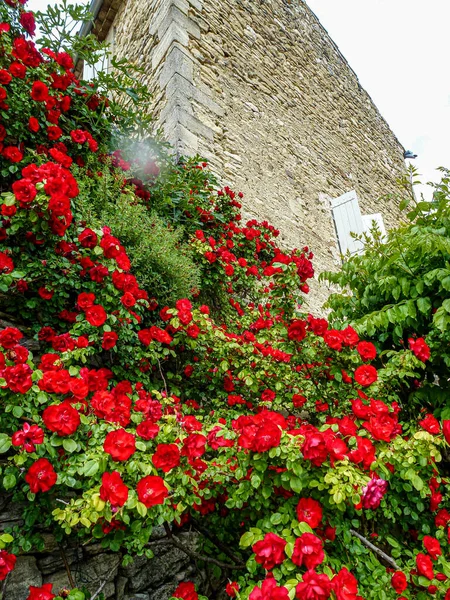 墙上爬满了美丽的红玫瑰 — 图库照片