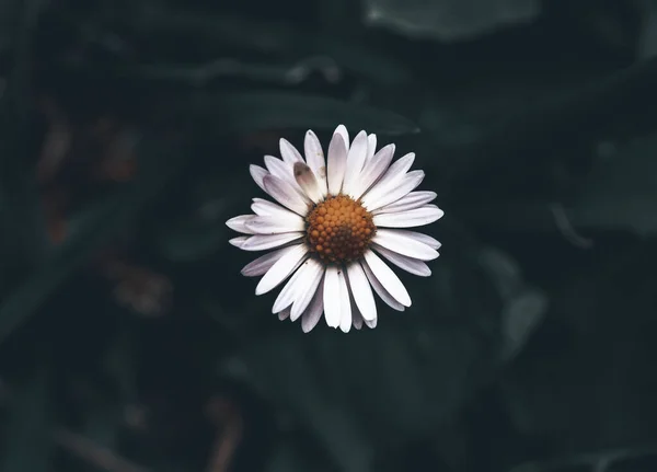 Ένα Κοντινό Πλάνο Ενός Πλήρως Ανθισμένου Λουλουδιού Μαργαρίτας Ένα Θολό — Φωτογραφία Αρχείου