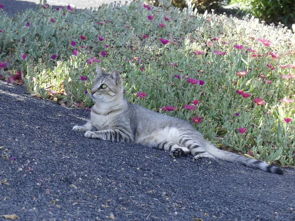 Katt Med Ena Ögat Omgivet Blommor — Stockfoto