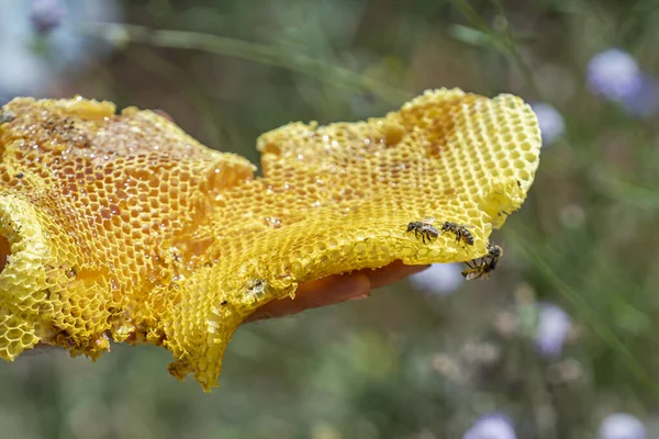 Een Close Van Hand Met Een Honingraat Met Bijen Erop — Stockfoto