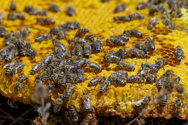 Zbliżenie Plastra Miodu Pszczołami Nim — Zdjęcie stockowe