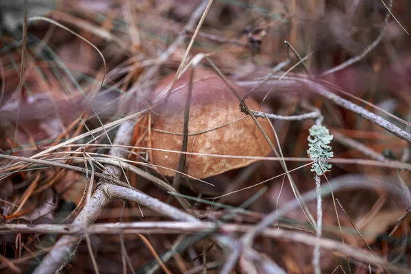 Eine Nahaufnahme Eines Kleinen Niedlichen Wilden Pilzes Wald — Stockfoto