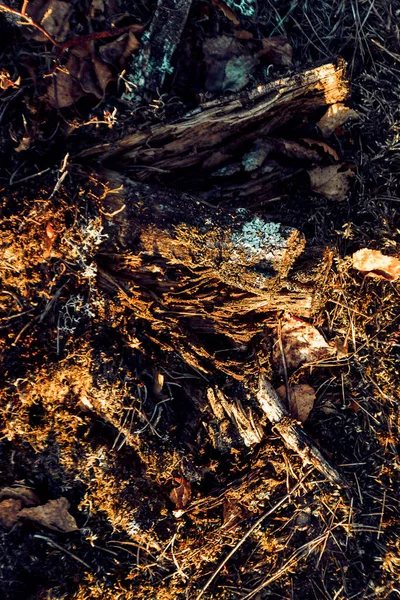 Een Verticale Opname Van Grond Van Het Bos Met Droge — Stockfoto