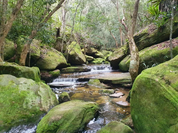Ein Fluss Fließt Auf Mit Moos Bedeckten Felsen Wald — Stockfoto