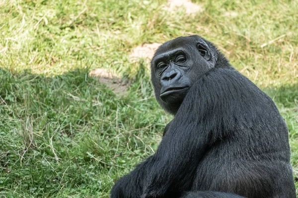 Une Vue Panoramique Chimpanzé Noir Extérieur — Photo