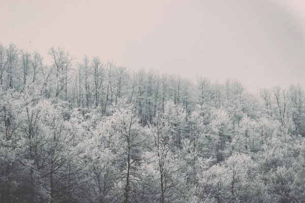 겨울날 눈으로 산위에서 자라는 나무들의 아름다운 — 스톡 사진