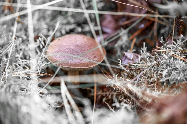 Closeup Shot Small Cute Wild Mushroom Forest — Stock Photo, Image
