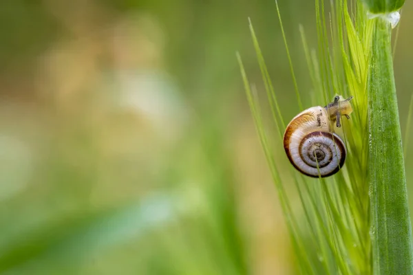 Eine Nahaufnahme Der Schnecke Auf Der Pflanze — Stockfoto