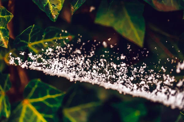 Güzel Yeşil Yaprakların Makro Görüntüsü Üzerinde Beyaz Bir Don Var — Stok fotoğraf