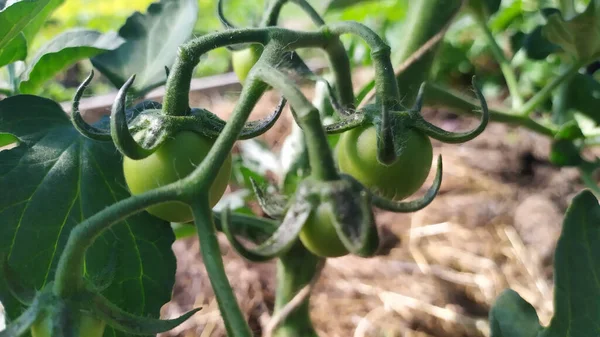 Primer Plano Tomates Verdes Inmaduros Invernadero —  Fotos de Stock