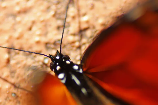 美しいオレンジ色のモナーク蝶の頭の選択的なフォーカスショット — ストック写真