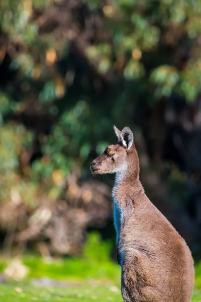 Bulanık Doğal Arka Planda Küçük Bir Kangurunun Profil Fotoğrafı — Stok fotoğraf