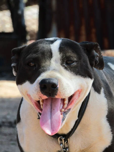 Tiro Vertical American Staffordshire Terrier Com Uma Boca Aberta — Fotografia de Stock