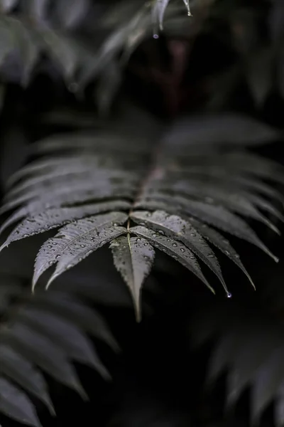 Tiro Vertical Folhas Verdes Com Gotas Orvalho Uma Floresta — Fotografia de Stock