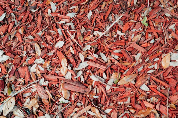 Monte Pimentas Quentes Folhas Outono — Fotografia de Stock