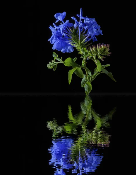 Függőleges Lövés Plumbago Auriculata Virágok Tükröződik Víz Elszigetelt Fekete Alapon — Stock Fotó