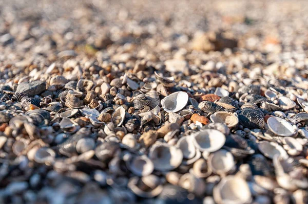 Eine Selektive Fokusaufnahme Eines Muschelhaufens Strand Auf Den Die Sonne — Stockfoto